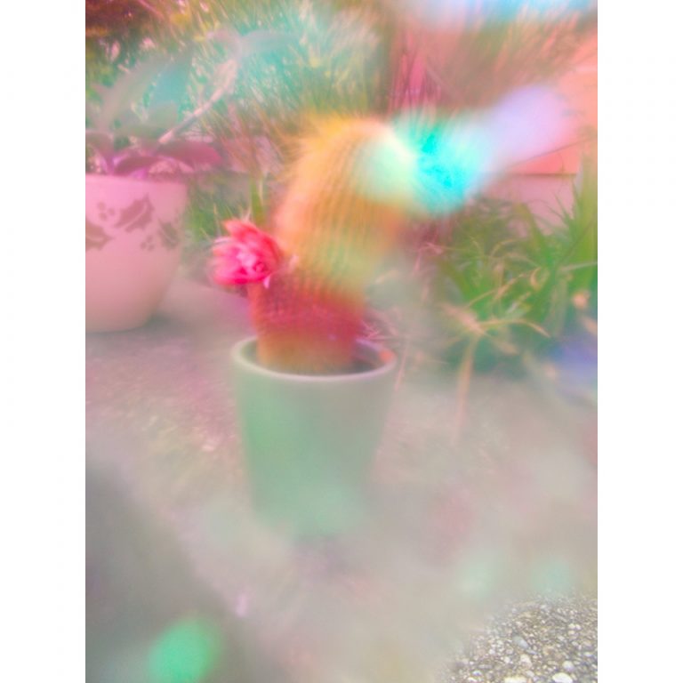 Die-blumig-Bunten_11_Farbenfrohe-Pflanzenwelt-1