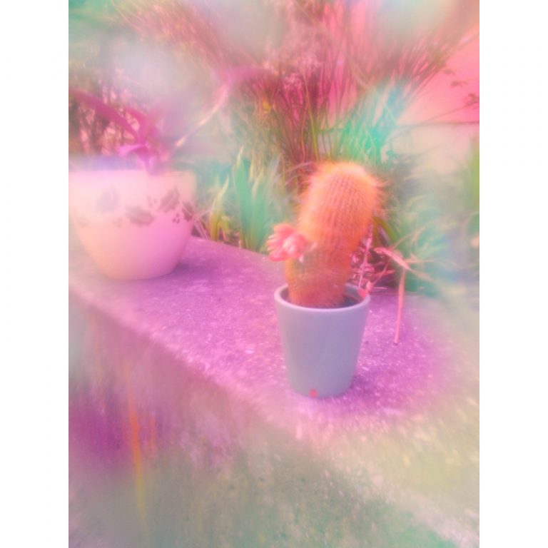 Die-blumig-Bunten_11_Farbenfrohe-Pflanzenwelt-2