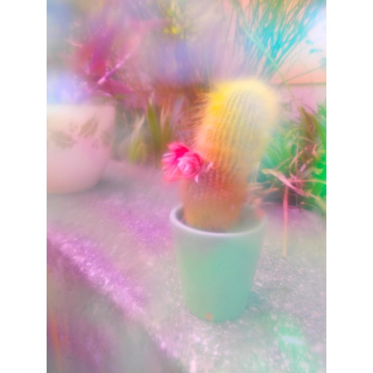 Die-blumig-Bunten_11_Farbenfrohe-Pflanzenwelt-3