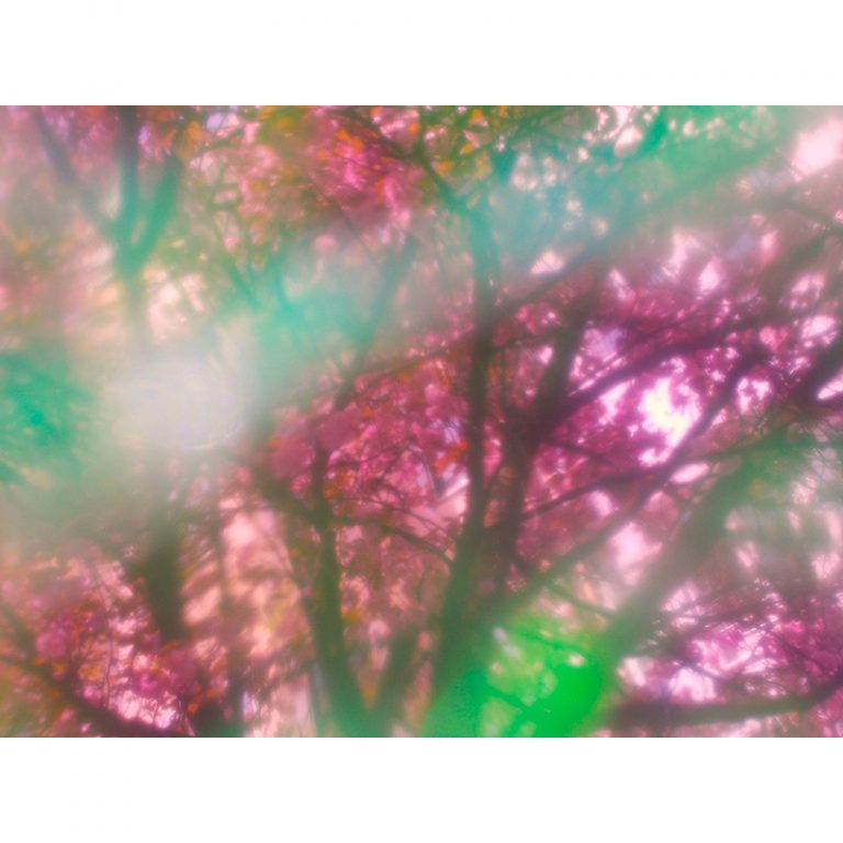 Die-blumig-Bunten_11_Farbenfrohe-Pflanzenwelt-4