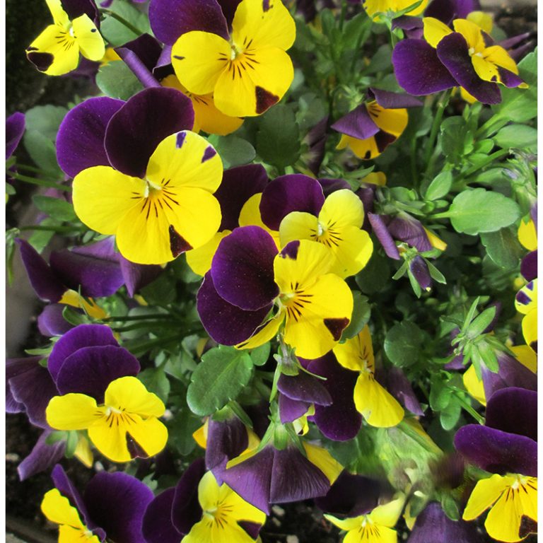 Die_bunten-Fotografinnen_9-10_Das-lila-gelbe-Blumenwunder