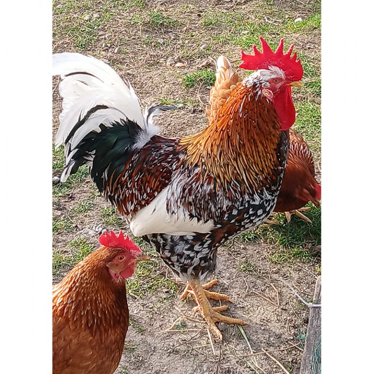 Elisabeth_11_Unter-bunten-Federn