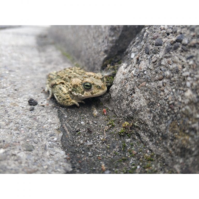 Emma_8_Froschfarben-im-grauen-Alltag