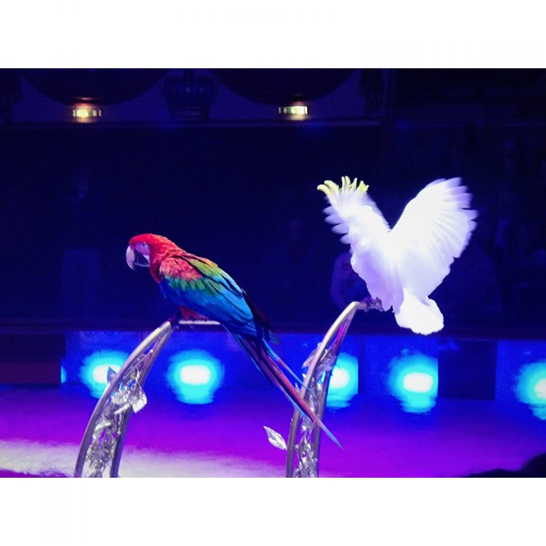 KODAK Digital Still Camera