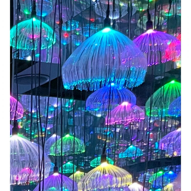 Gisela-Gymnasium_5c_10-12_Quallenmeer