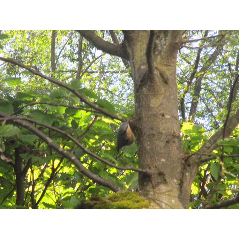 Johann_6_Futtersuche