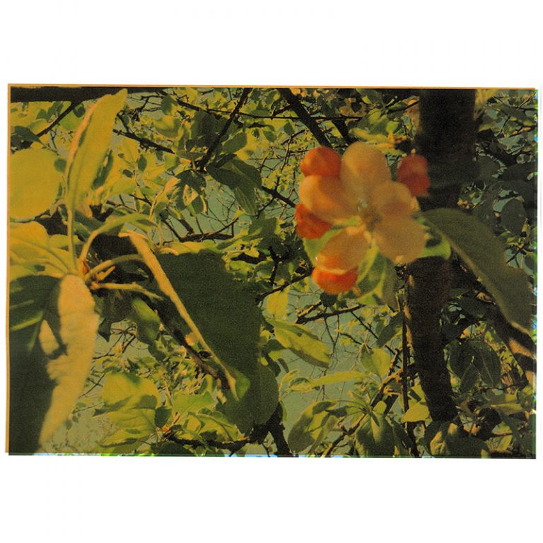 Kinderhaus_Markomannenstraszlige_7-9_Blattbluumlmchen