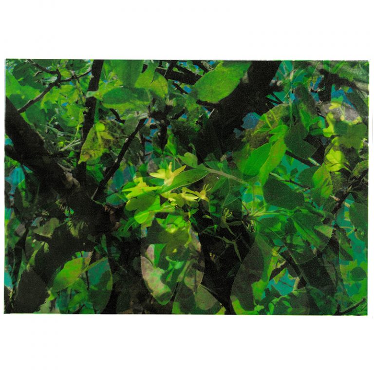 Kinderhaus_Markomannenstraszlige_7-9_Gurkengruumlnbluumlmchen-mit-Ast