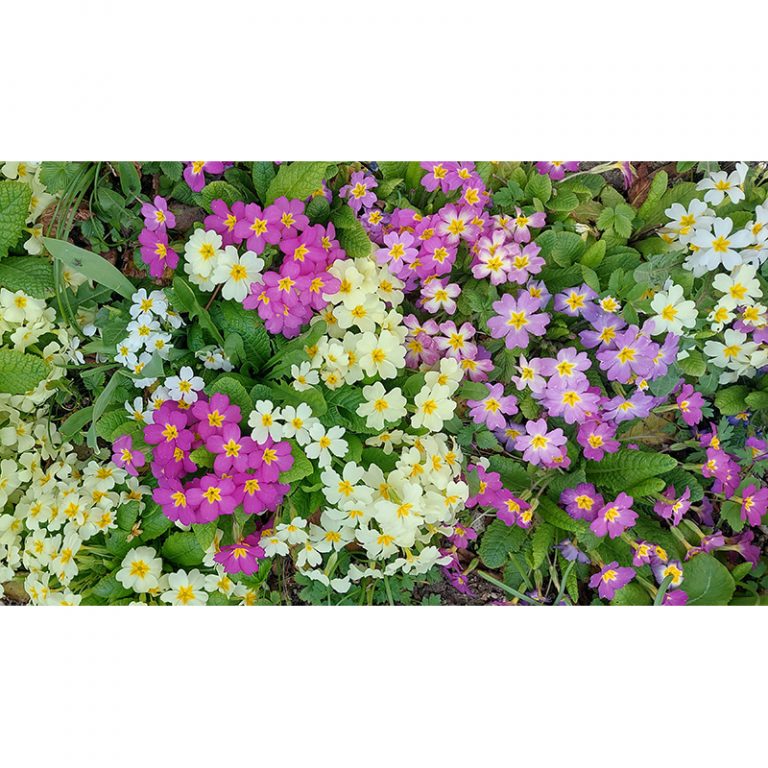 Lina_10_Kunterbunte-Blumenwelt