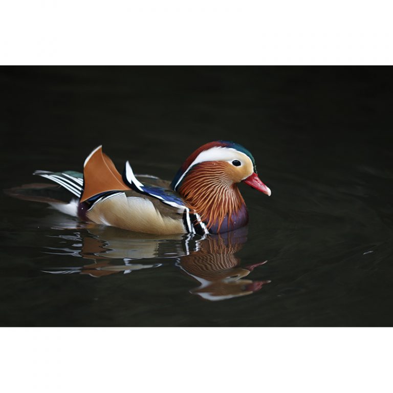 Lorenz_12_Bunt-ist-keine-Farbe-sondern-eine-Einstellung