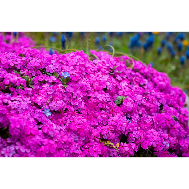 Marlies_Valentina_4_Huumlbsche-Bluumlmchen