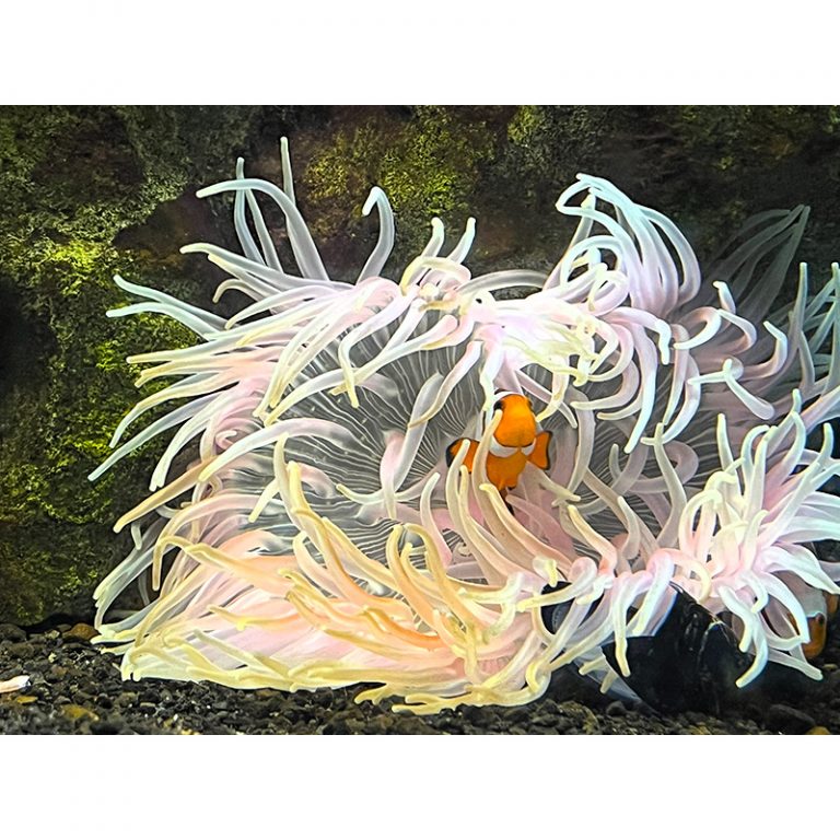 Niklas_7_Kuckuck-Wer-lugt-da-aus-der-Anemone