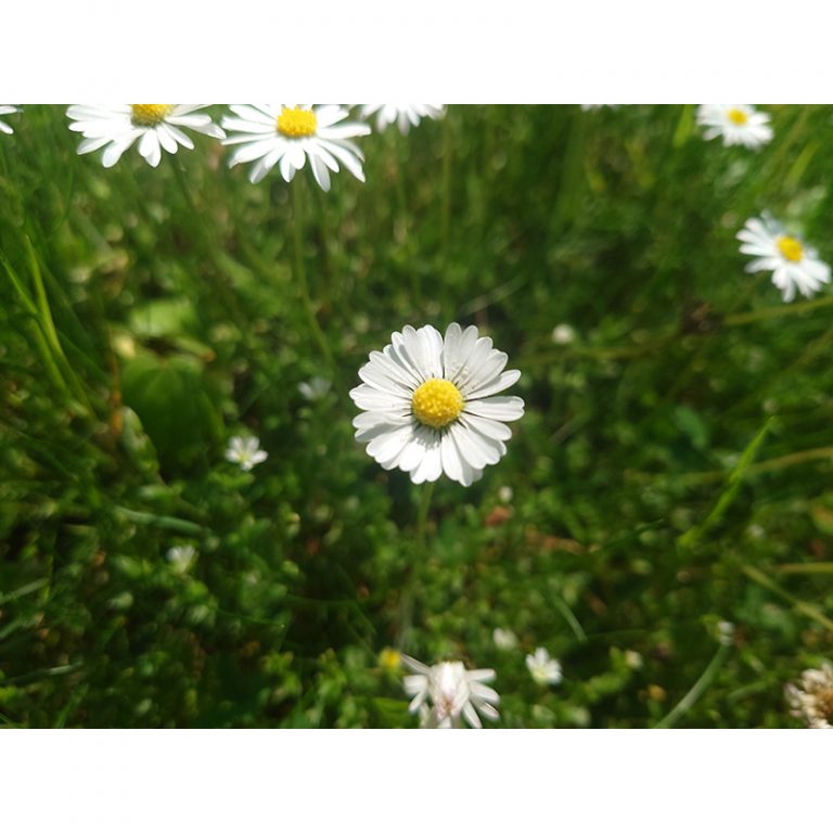 Olivia_10_Wiesenschoumlnheit