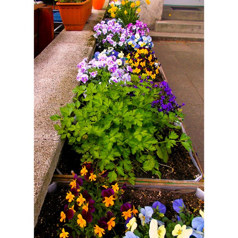 Pranshi_10_Bunte-Blumen