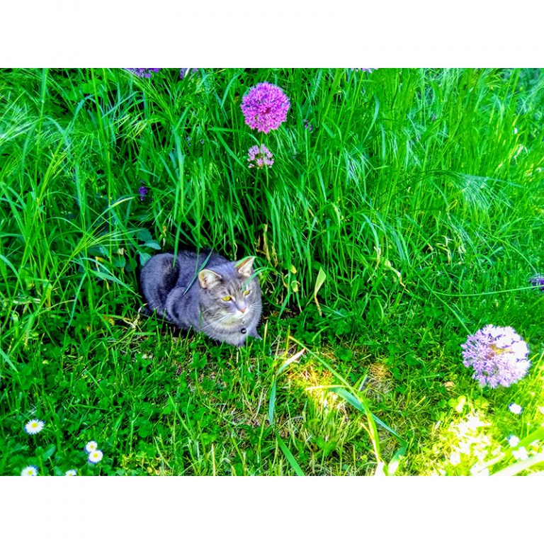 Rebecca_8_Der-lauernde-Kater-Kami