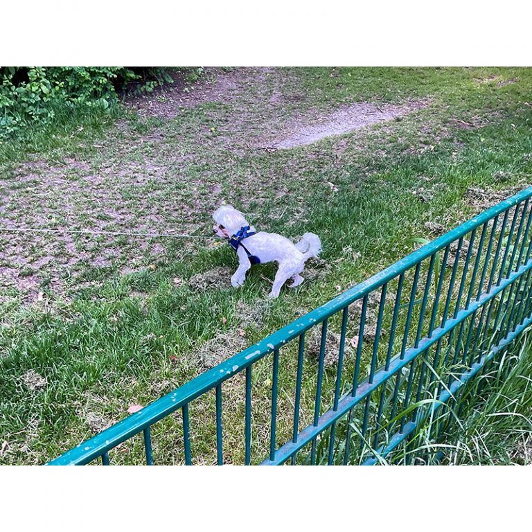 Refugio_Kunstwerkstatt_Landsberger-Kids-2_5-6_Der-Hund-will-nicht-mit-uns-spielen