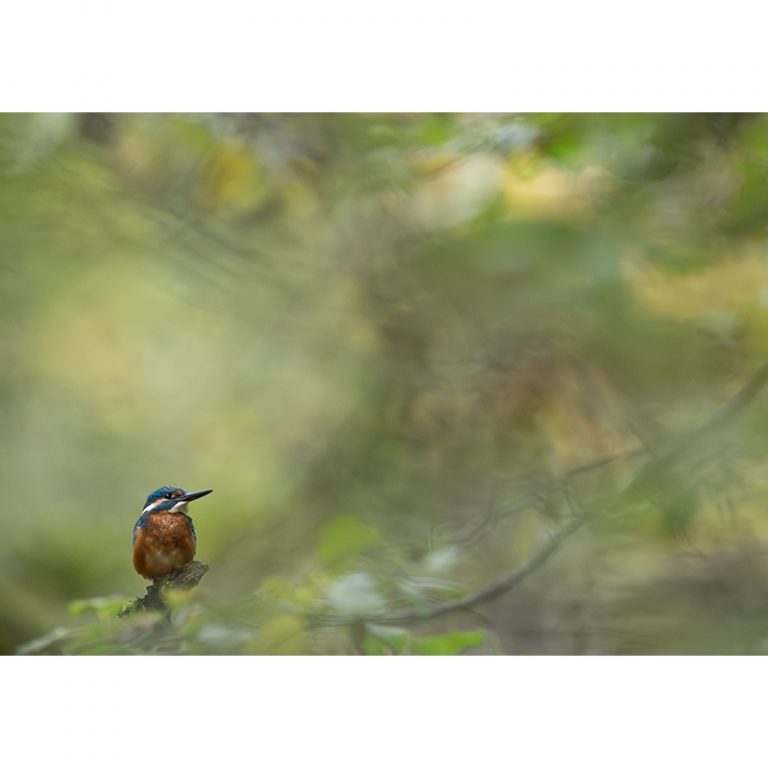 Sasha_12_Ein-kleiner-Vogel-in-einer-groszligen-Welt