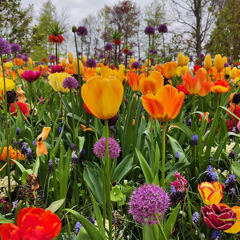 Sophie_9_Tulpenbluumlte