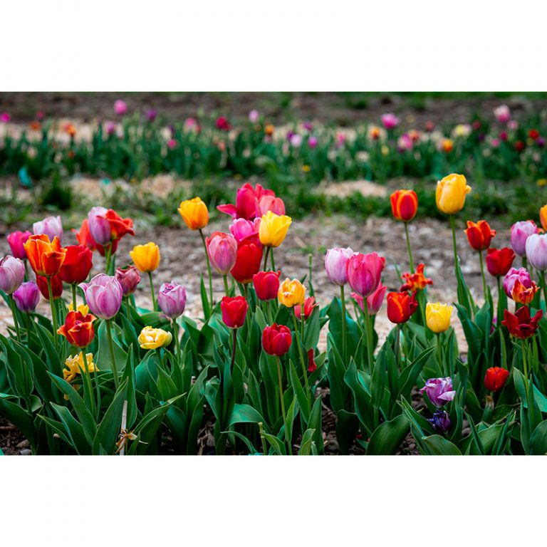 Sophie_Marleen_8_Fruumlhlingsliebe