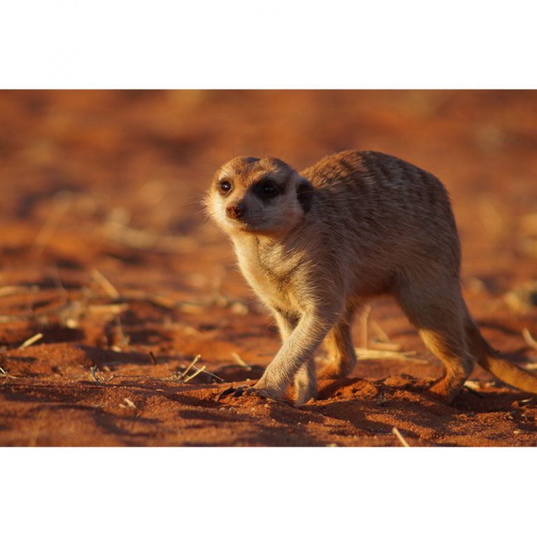 Tobias_11_Der-Fotograf-hat-Sand-in-der-Hose-das-Erdmaumlnnchen-macht-eine-coole-Pose