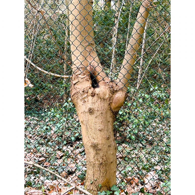 Helmi-7-Jahre-Zaun-durch-Baum