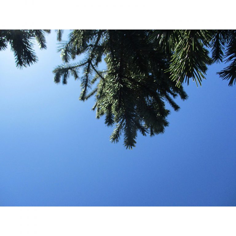 KoGa-Hermine-von-Parish-10-Jahre-Der-fliegende-Baum