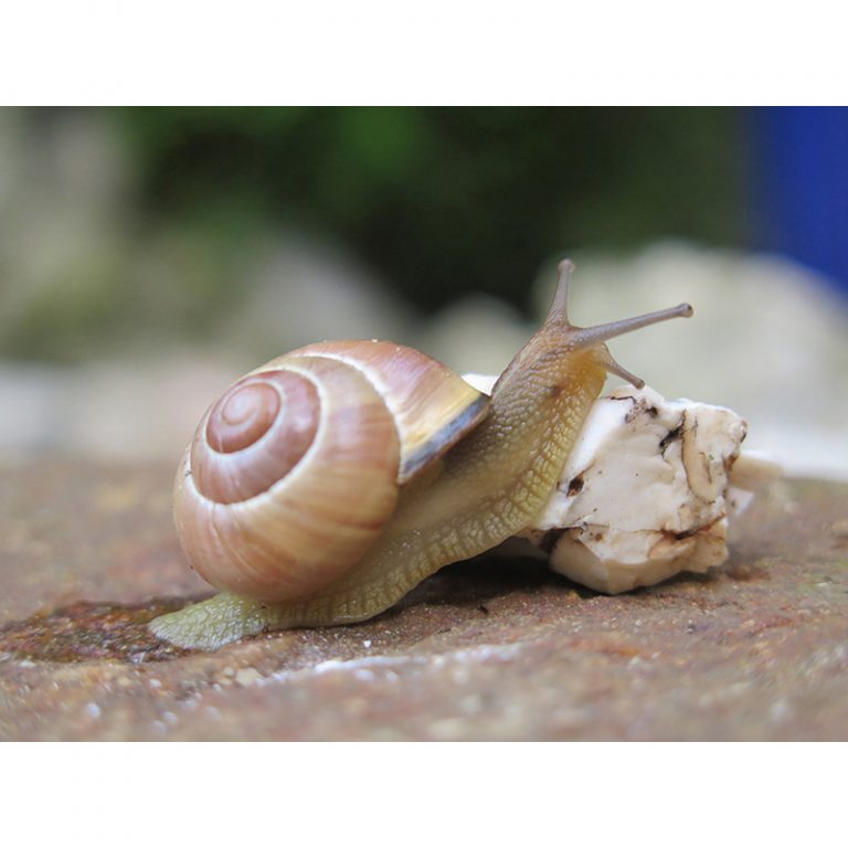 Manuel-9-Jahre-Kletternde-Schnecke