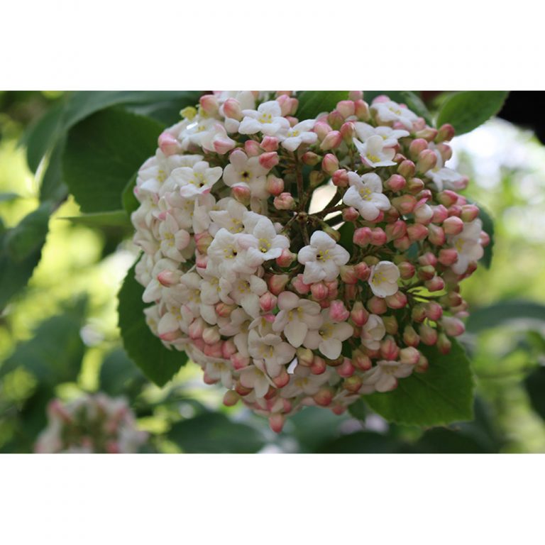 Muenchner-Waisenhaus-7-bis-9-Jahre-Blume-von-oben
