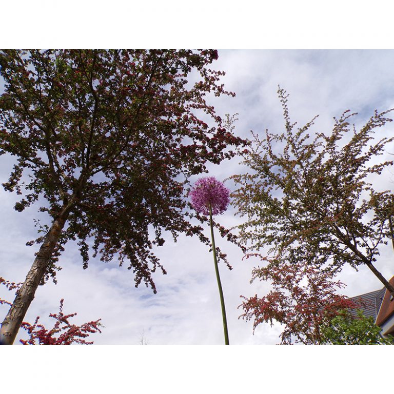 Schuelerinsel-Gaimersheim-6-bis-9-Jahre-Schoumlne-Blume