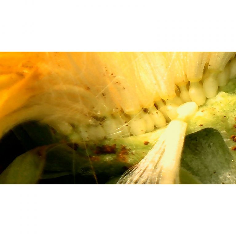 Temenos-Hort-7-bis-9-Jahre-Auferstehung-aus-Blueten
