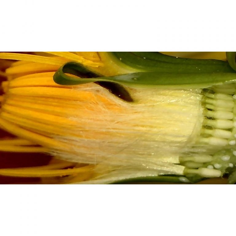 Temenos-Hort-7-bis-9-Jahre-Loewenmilchzaehne